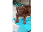 Adopt terrier puppy copy #1 a Patterdale Terrier / Fell Terrier