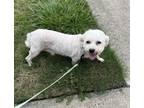 Adopt Audrey a Bichon Frise