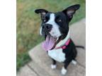 Adopt Maggie a Pit Bull Terrier
