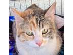 Adopt M-Delilah a Domestic Short Hair