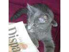 Adopt N-Thumbelina a Domestic Short Hair