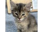 Adopt N-Rowen a Domestic Short Hair, Domestic Medium Hair