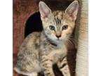 Adopt B-Teebo a Domestic Short Hair