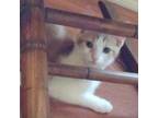 Adopt N-Tangelo a Domestic Short Hair