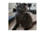 Adopt B-Ella a Domestic Short Hair