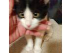Adopt Generic Pretend Kitty a Domestic Short Hair