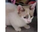 Adopt N-Kittibun a Domestic Short Hair