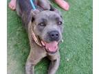 Adopt Serafina a Cane Corso