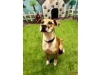 Adopt Chanelle a Boxer, Pit Bull Terrier