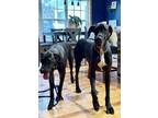 Adopt Brooke a Great Dane