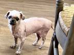Adopt BB a Shih Tzu