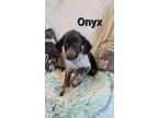 Adopt Onyx a Hound