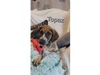 Adopt Topaz a Hound