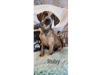 Adopt Ruby a Hound