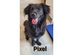 Adopt Pixel a Cocker Spaniel