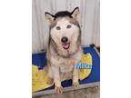Adopt Mika a Husky