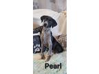Adopt Pearl a Hound
