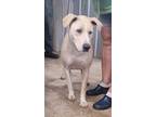 Adopt Tracey a Mountain Cur