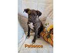Adopt Patience a Hound