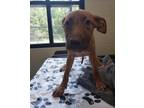 Adopt Lil Sheba a Shepherd, Mixed Breed