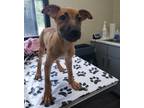 Adopt Georgia Dixie a Shepherd, Mixed Breed