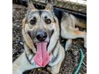 Adopt Kassah a German Shepherd Dog, Mixed Breed