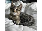 Adopt Dr. Pepper (Peppa) a Domestic Short Hair