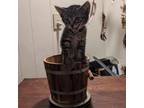 Adopt Sable a Domestic Short Hair