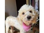 Adopt Suzy a Poodle