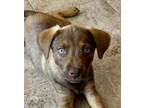 Adopt Brownie a Labrador Retriever, Weimaraner