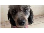 Adopt Chona a Schnauzer, Poodle