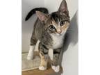 Adopt Bubble Gum a Domestic Short Hair