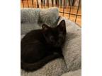 Adopt Gia a Domestic Short Hair