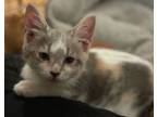 Adopt Mariana a Domestic Short Hair