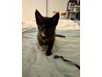 Adopt Moira a Domestic Short Hair