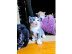 Adopt Cocoa Pebbles a Domestic Short Hair