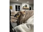 Adopt Cap`n Crunch a Domestic Short Hair