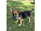 Adopt Jada a German Shepherd Dog