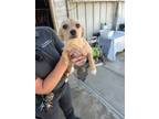 Adopt Mary a Terrier