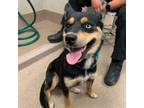 Adopt [phone removed] Cabbage a Husky, Shepherd