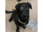 Adopt [phone removed] "Minnie" a Labrador Retriever