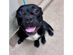 Adopt [phone removed] Kitty a Pit Bull Terrier, Boston Terrier