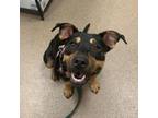 Adopt [phone removed] "Vixen" a Mixed Breed