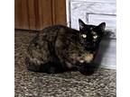 Adopt Delia a Domestic Short Hair