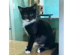 Adopt Rosita a Domestic Short Hair