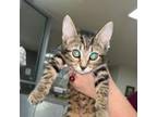 Adopt Wilma a Domestic Short Hair