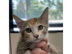 Adopt Ember a Domestic Short Hair