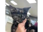 Adopt Betty a Domestic Short Hair
