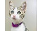 Adopt Gia a Domestic Short Hair