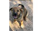 Adopt Karrigan a Rottweiler